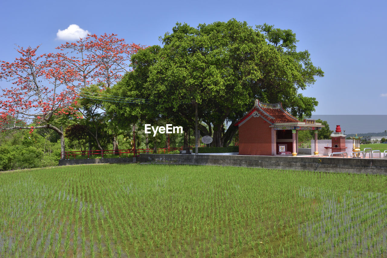 TREES AND PLANTS GROWING ON FIELD AGAINST SKY