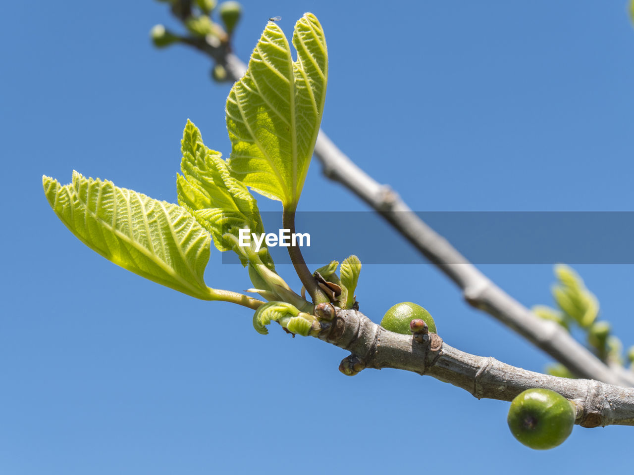 tree, branch, plant, nature, sky, blue, leaf, plant part, flower, clear sky, growth, no people, green, day, blossom, produce, sunny, outdoors, beauty in nature, yellow, low angle view, food and drink, fruit, food, plant stem, close-up, sunlight, bud, freshness, healthy eating, twig, focus on foreground, macro photography