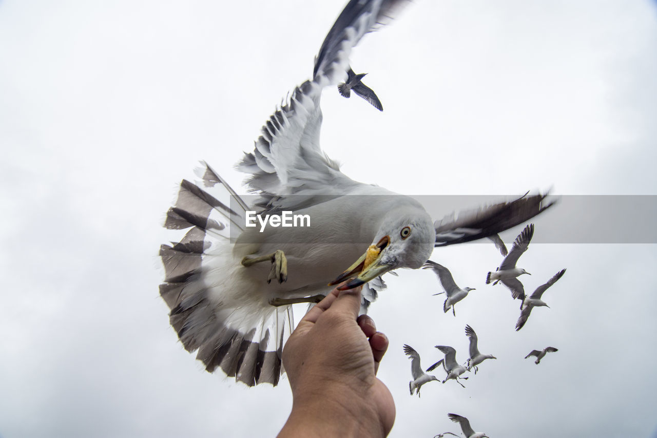 Cropped hand of man feeding food to seagull