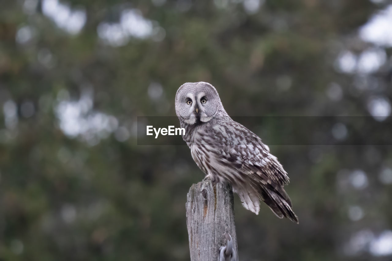 Close-up of bird, great gray owl,  perching on tree
