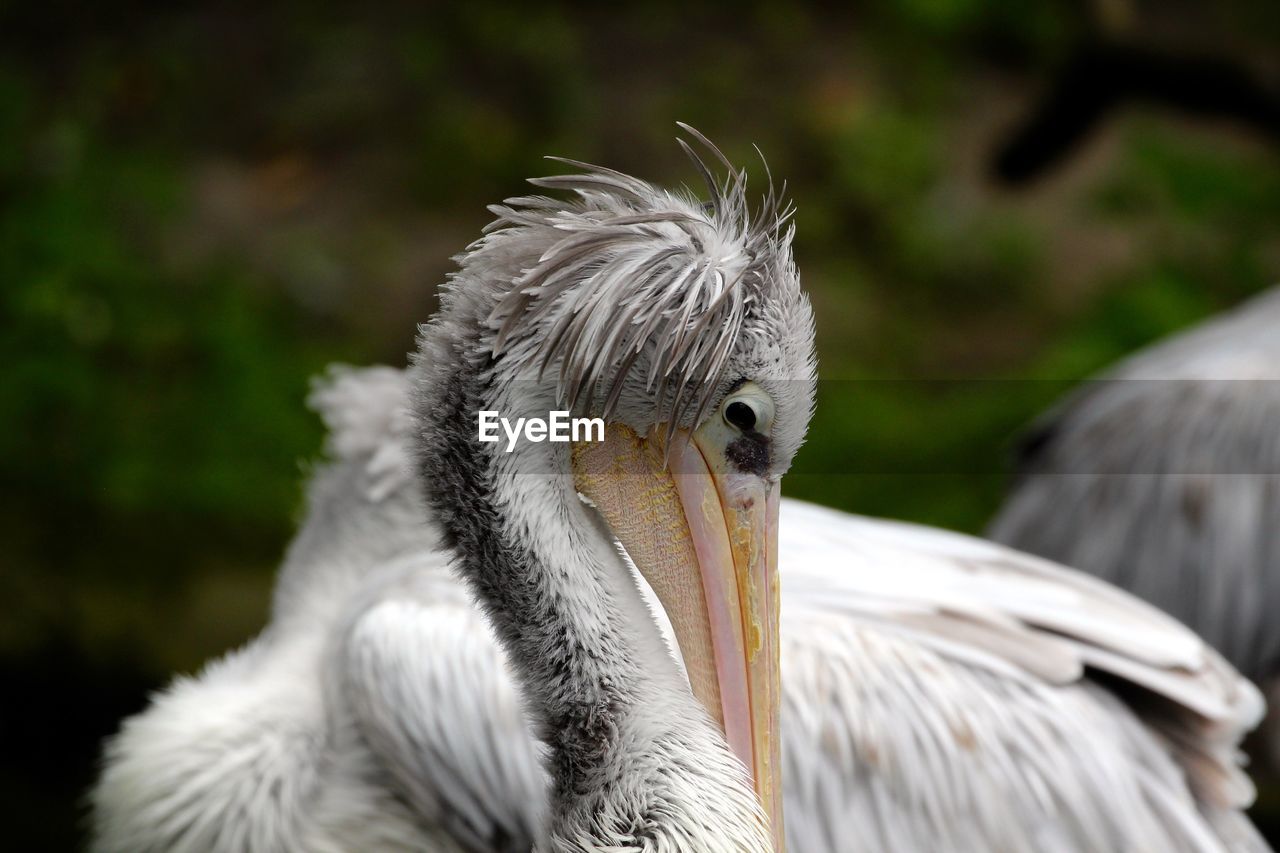 Close-up of pelican against plants