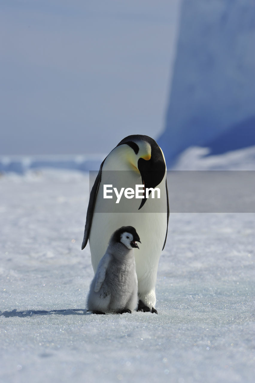 HIGH ANGLE VIEW OF BIRD ON SNOW