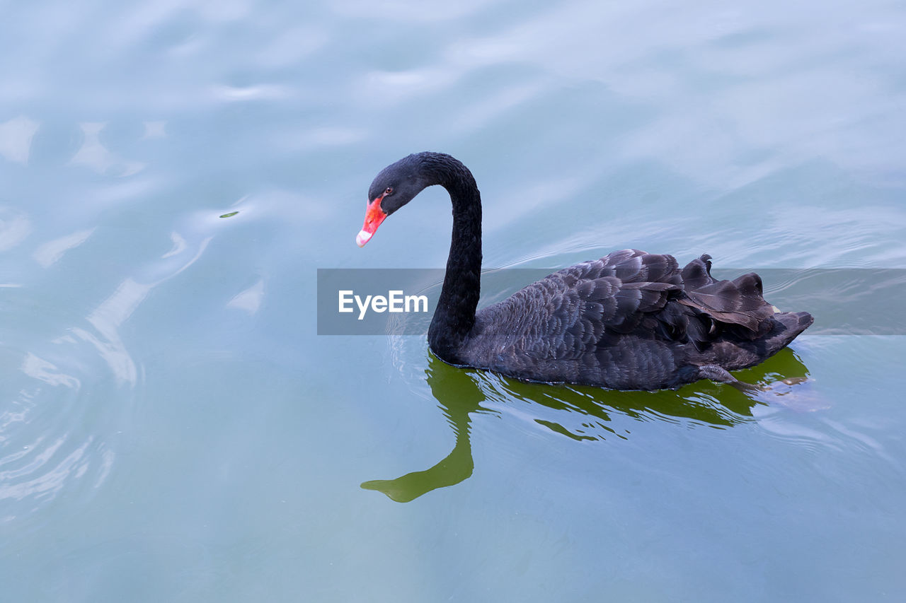 Black swan on lake with water reflection