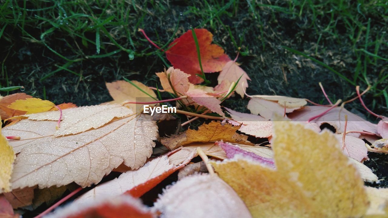 Close-up of wet leaves on field during autumn