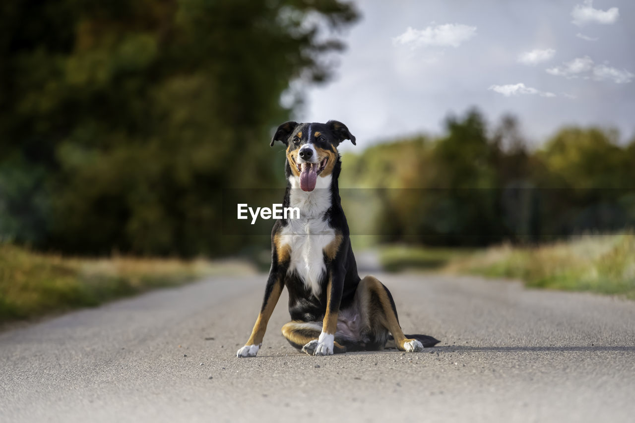 DOG SITTING ON ROAD