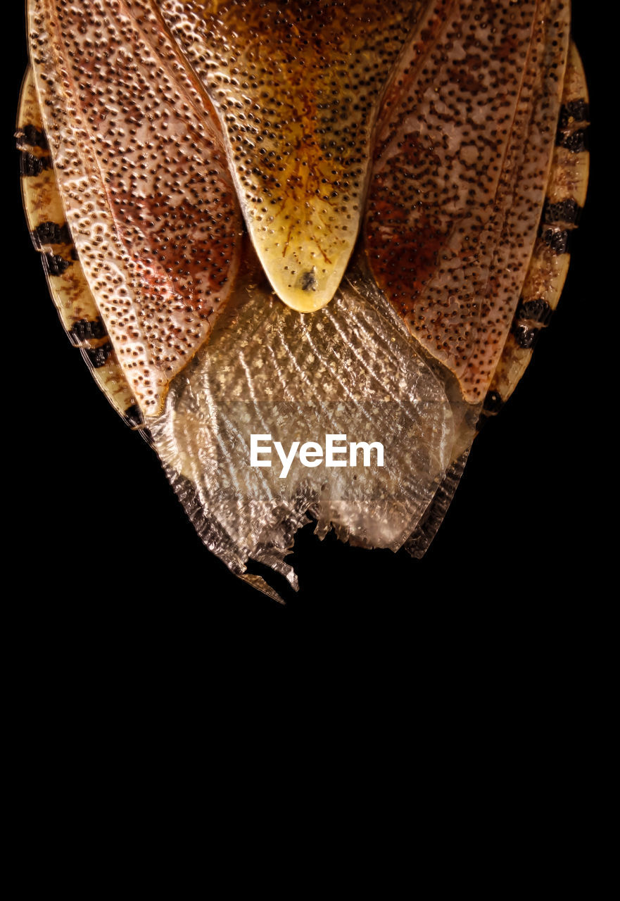 CLOSE-UP OF LIZARD ON BLACK BACKGROUND