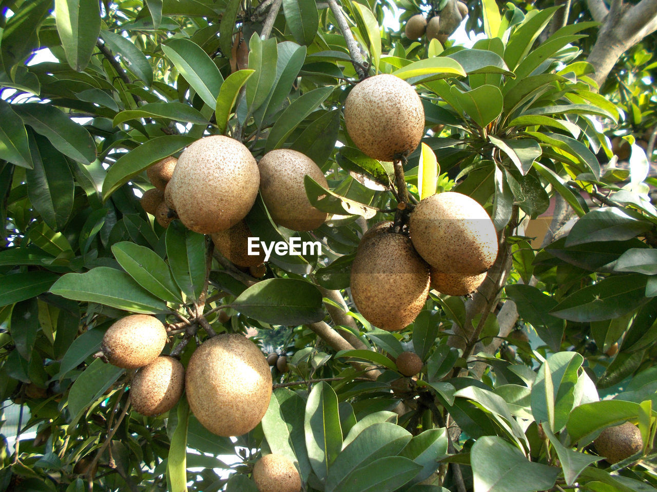 CLOSE-UP OF FRESH FRUITS ON TREE