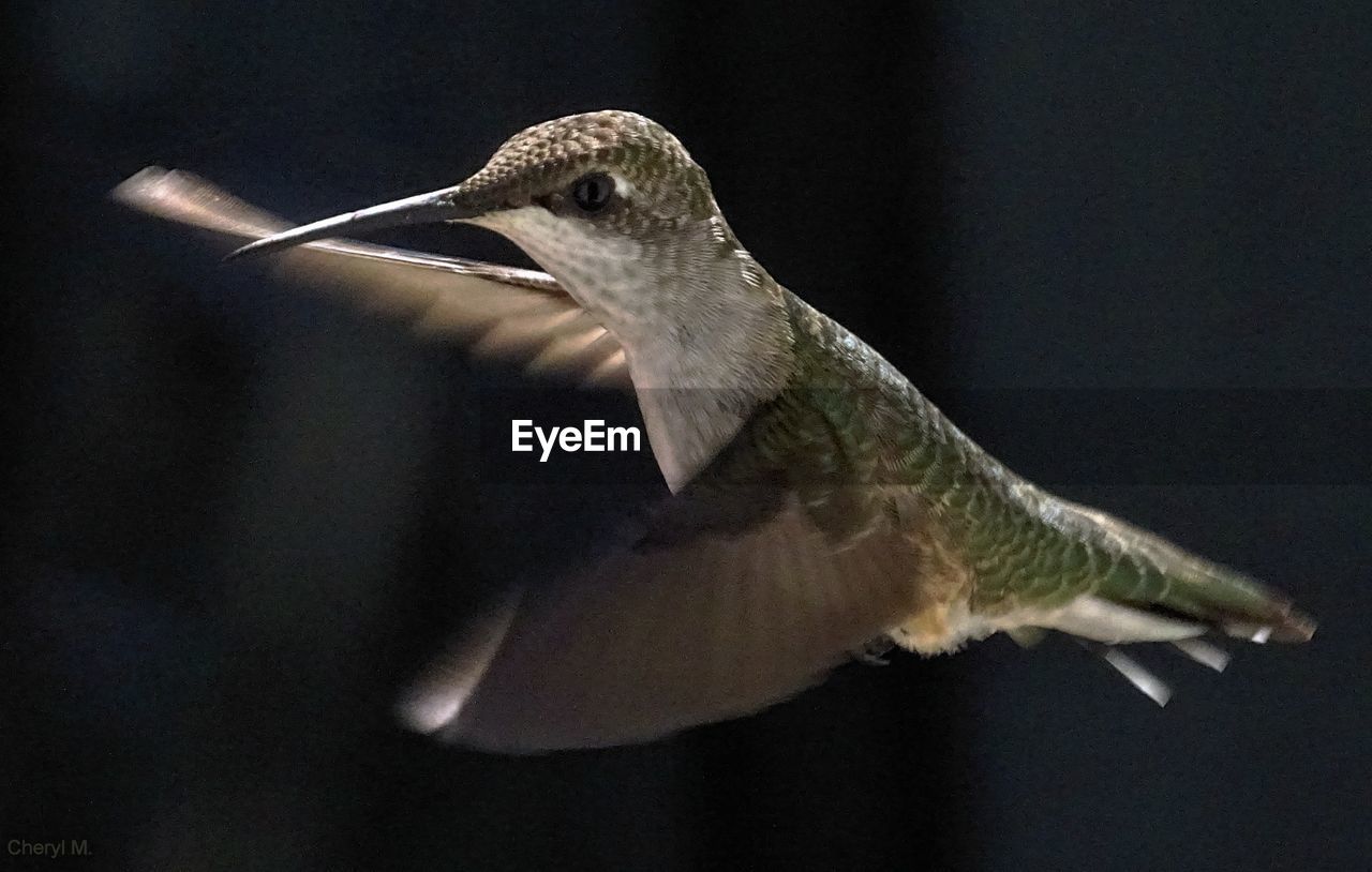 CLOSE-UP OF A BIRD