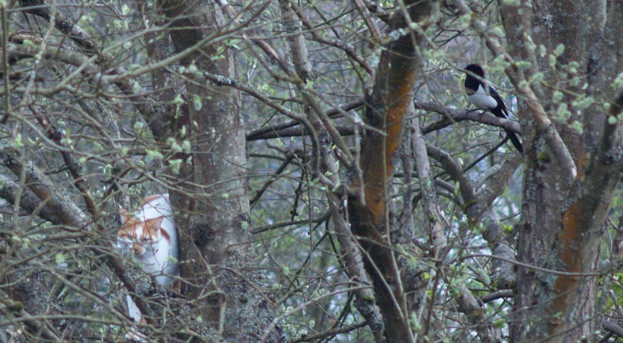 CLOSE-UP OF BIRD ON TREE TRUNK IN FOREST