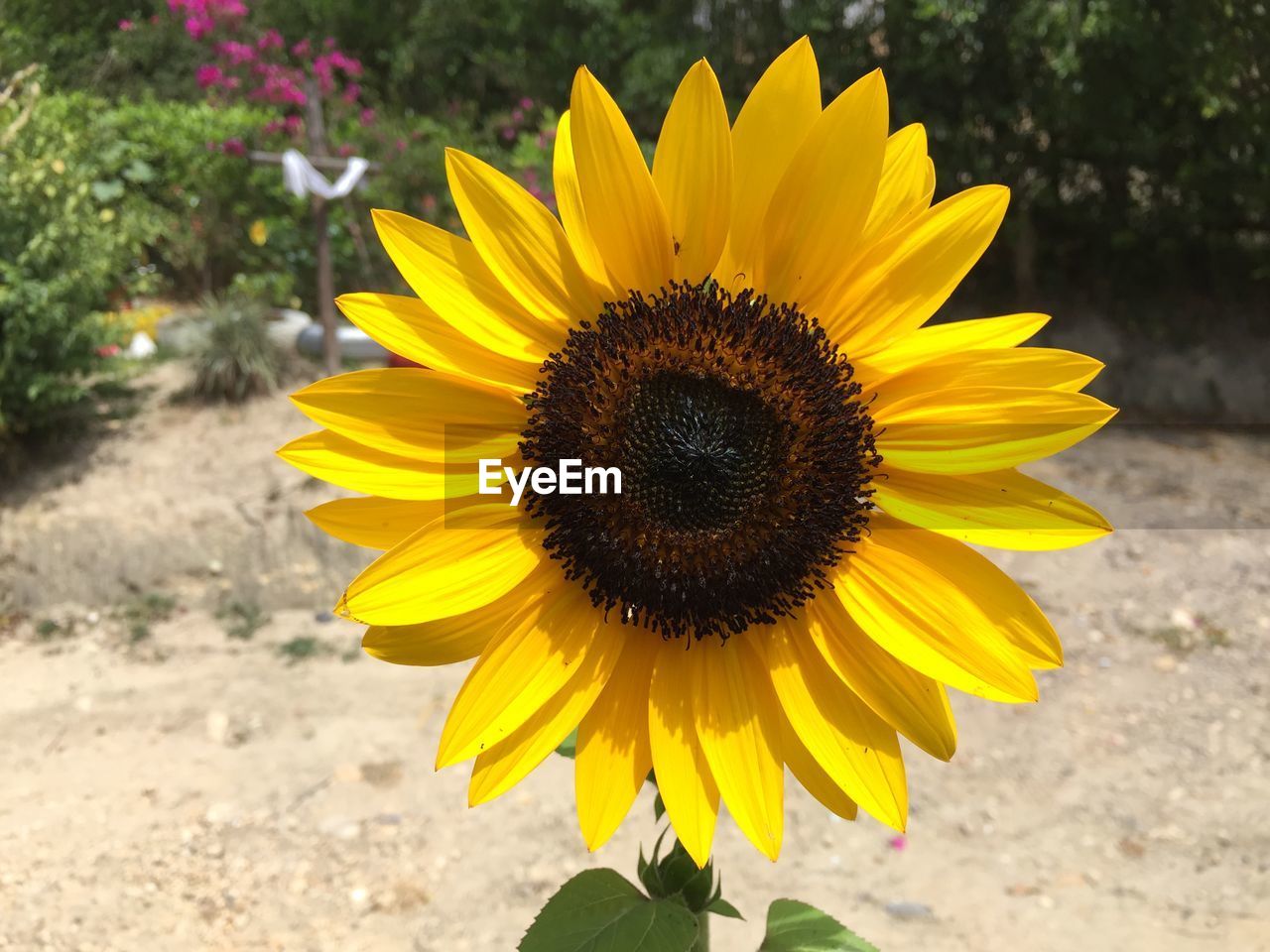 CLOSE-UP OF SUNFLOWERS ON YELLOW FLOWERING PLANT