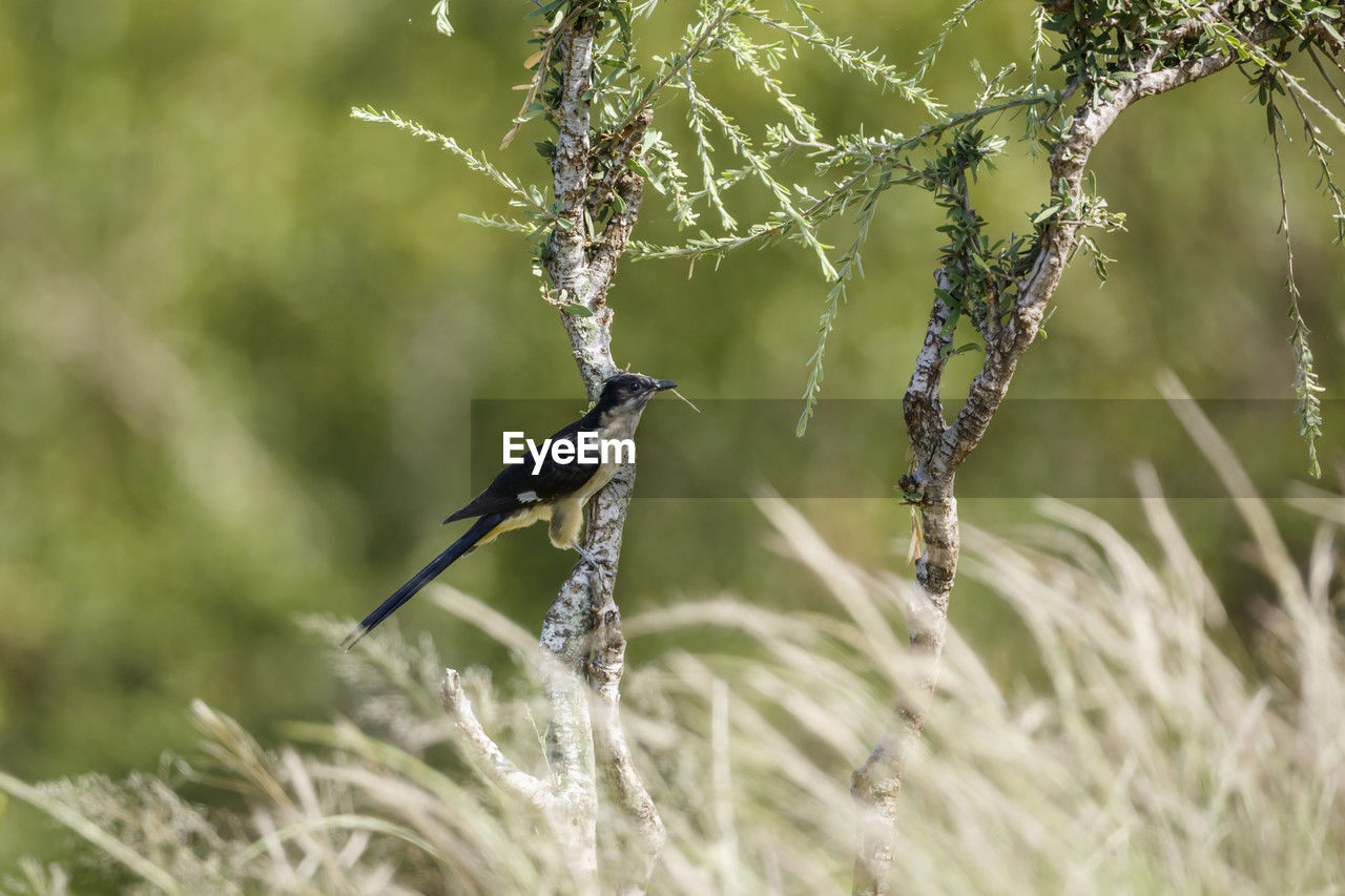 animal, animal themes, animal wildlife, grass, nature, wildlife, plant, bird, one animal, branch, close-up, macro photography, no people, selective focus, focus on foreground, outdoors, beauty in nature, insect, day, environment, flower, perching, animal body part, land