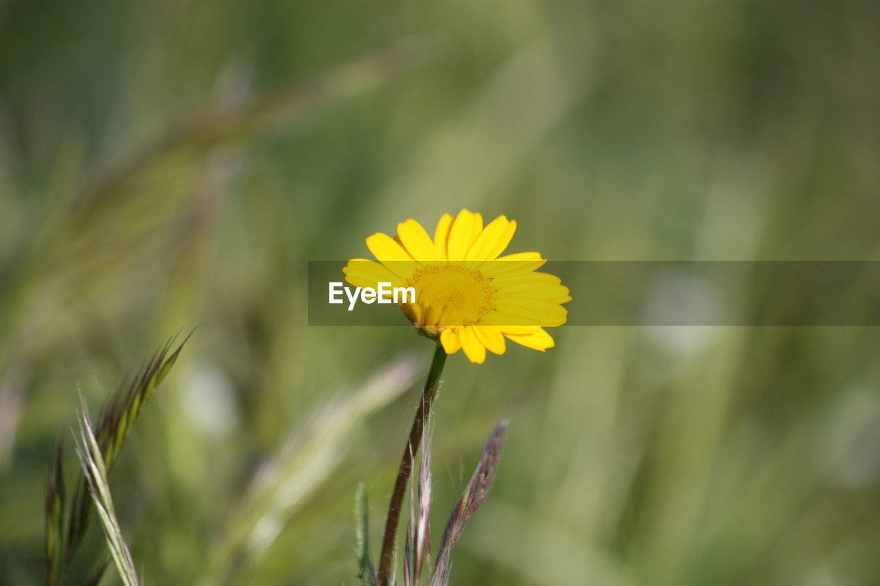 flower, flowering plant, plant, yellow, freshness, beauty in nature, growth, fragility, flower head, close-up, nature, inflorescence, prairie, petal, meadow, field, grass, focus on foreground, macro photography, no people, springtime, outdoors, day, botany, land, wildflower, landscape, selective focus, rural scene, plant stem, green, environment, summer, blossom, tranquility, flatweed
