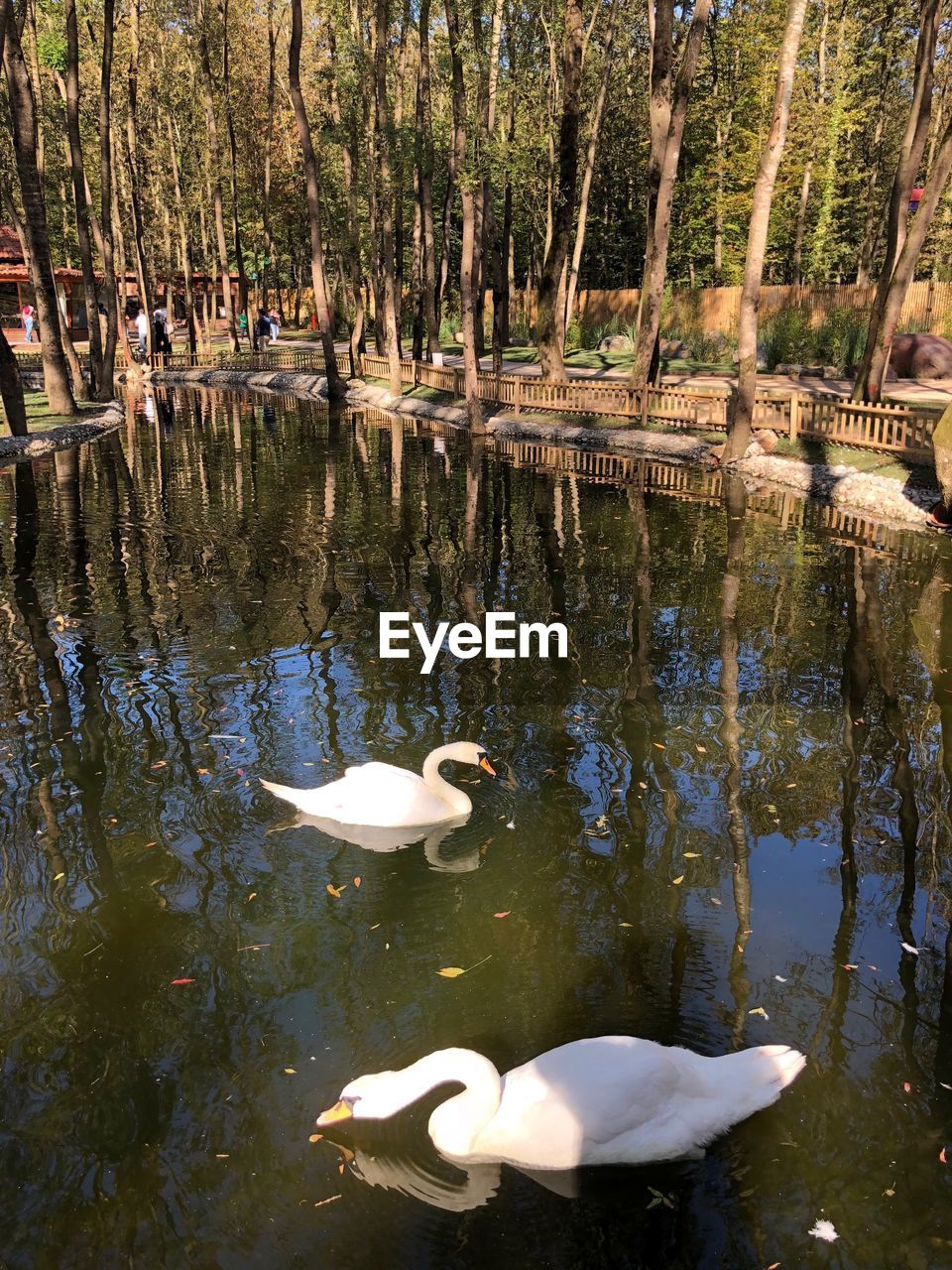 SWAN FLOATING IN LAKE