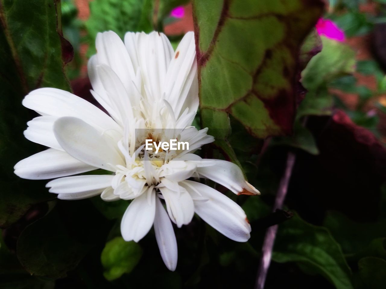 CLOSE-UP OF WHITE ROSE FLOWER