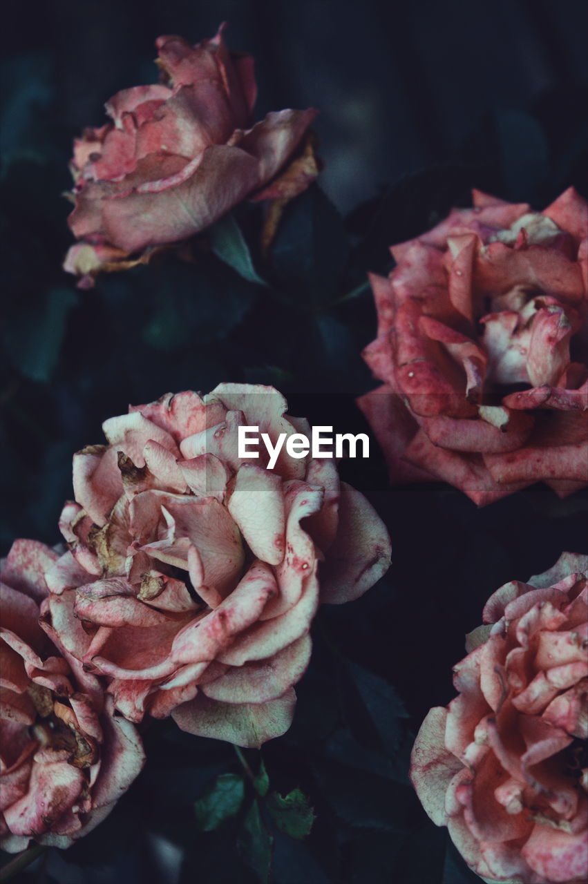 CLOSE-UP OF PINK ROSES