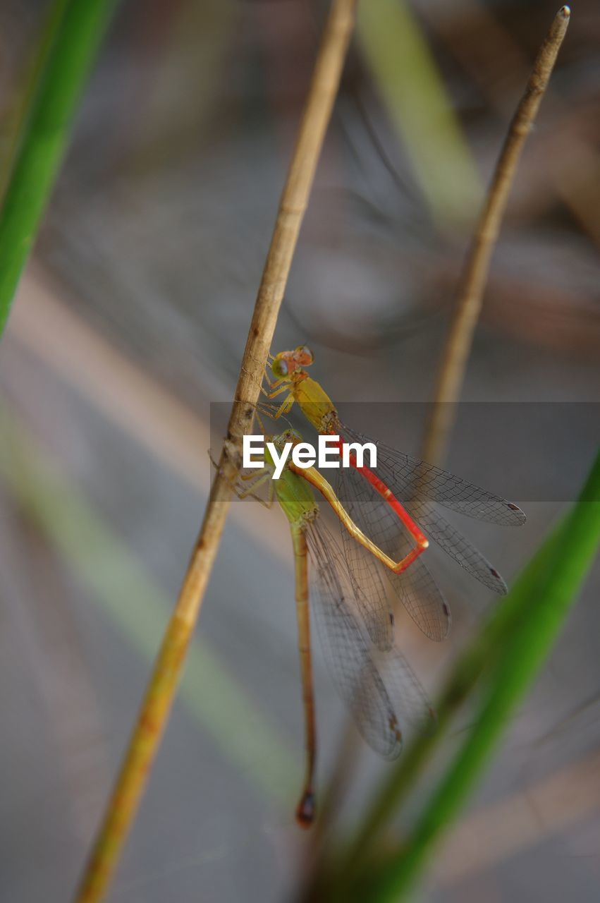 animal themes, animal, animal wildlife, one animal, wildlife, insect, macro photography, close-up, green, dragonfly, dragonflies and damseflies, yellow, nature, no people, day, plant, focus on foreground, outdoors, plant stem, animal body part, selective focus, wing, leaf, animal wing