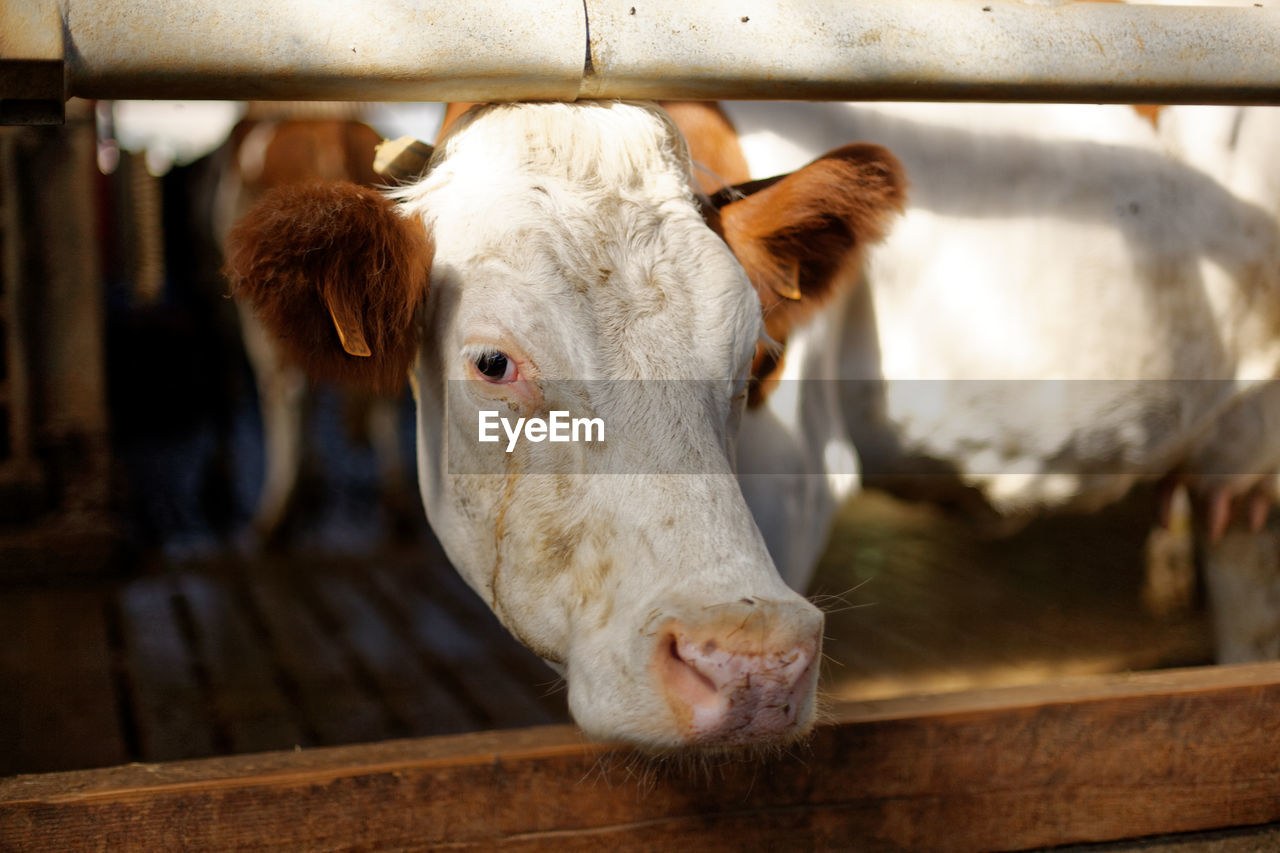 Close-up of a diary cow in pen