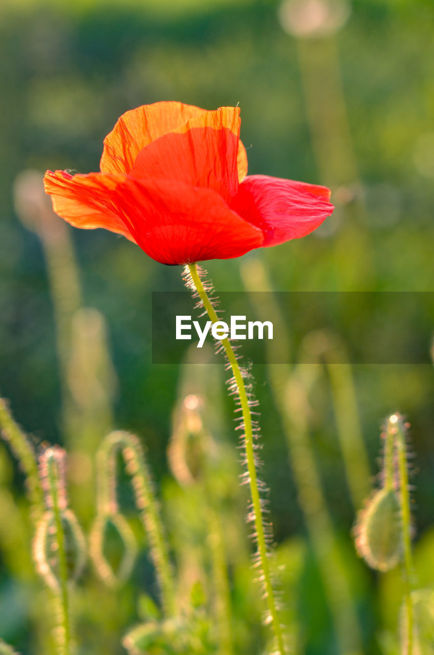 Close-up of red poppy