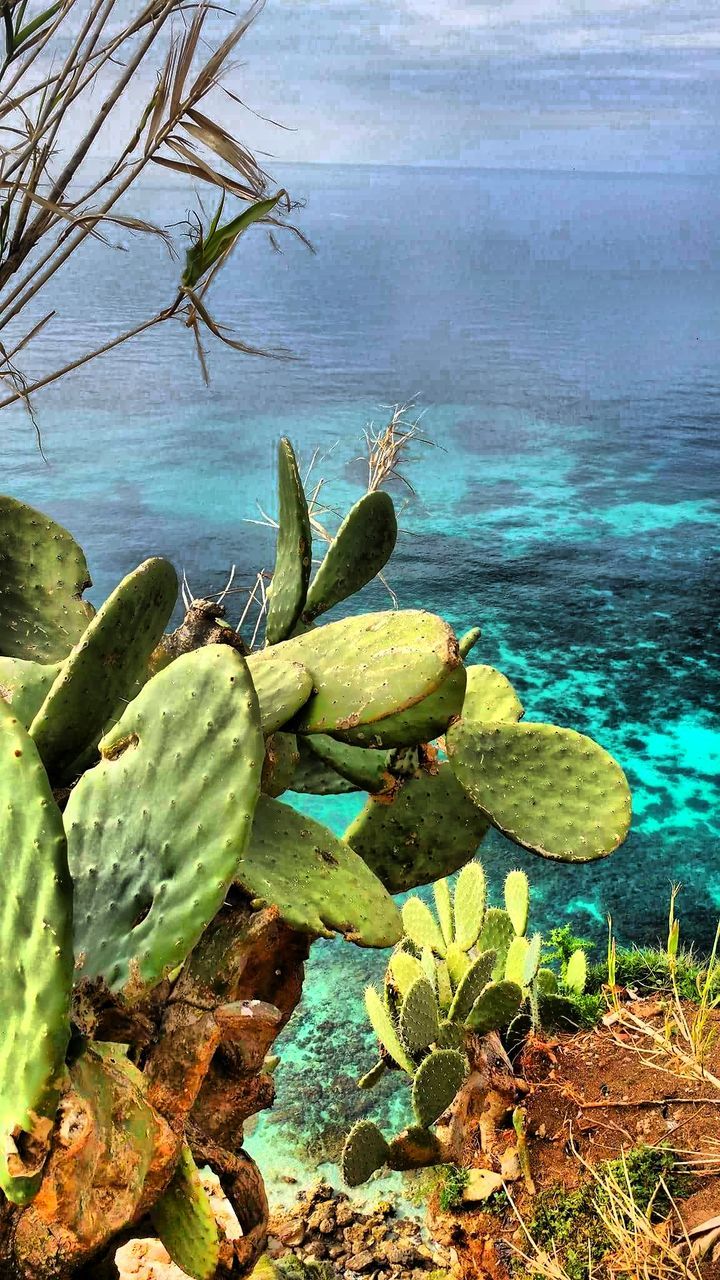 CLOSE-UP OF CACTUS ON BEACH