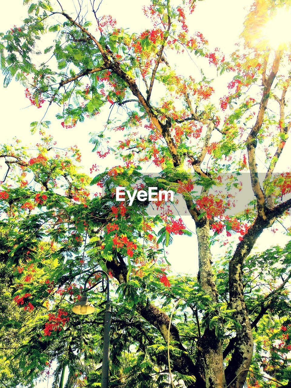 LOW ANGLE VIEW OF FLOWERING TREE IN SUNLIGHT