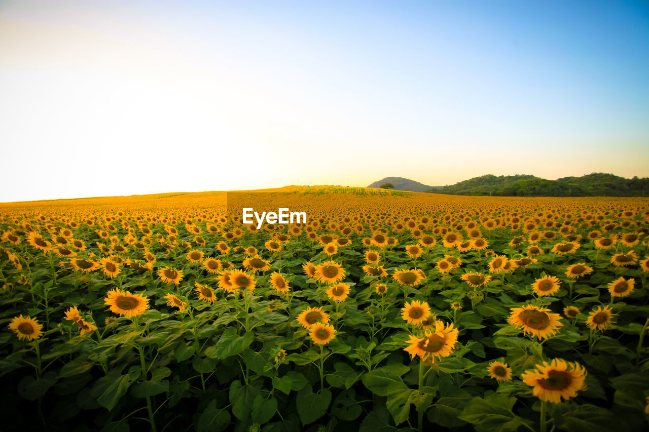 Scenic view of sunflower field against sky