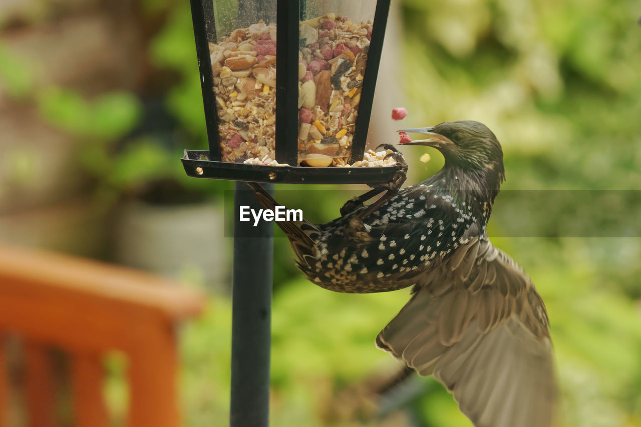 CLOSE-UP OF A BIRD PERCHING ON A FEEDER