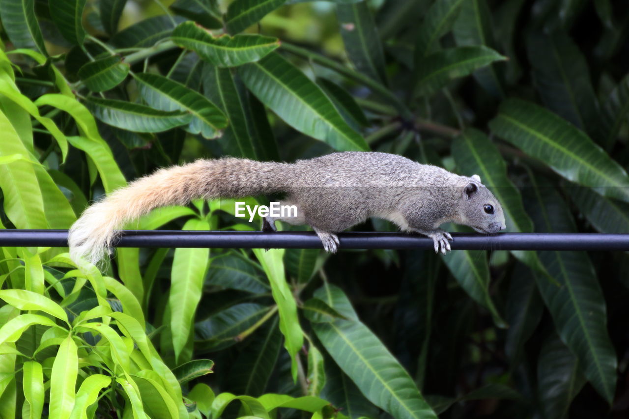 SQUIRREL ON A TREE