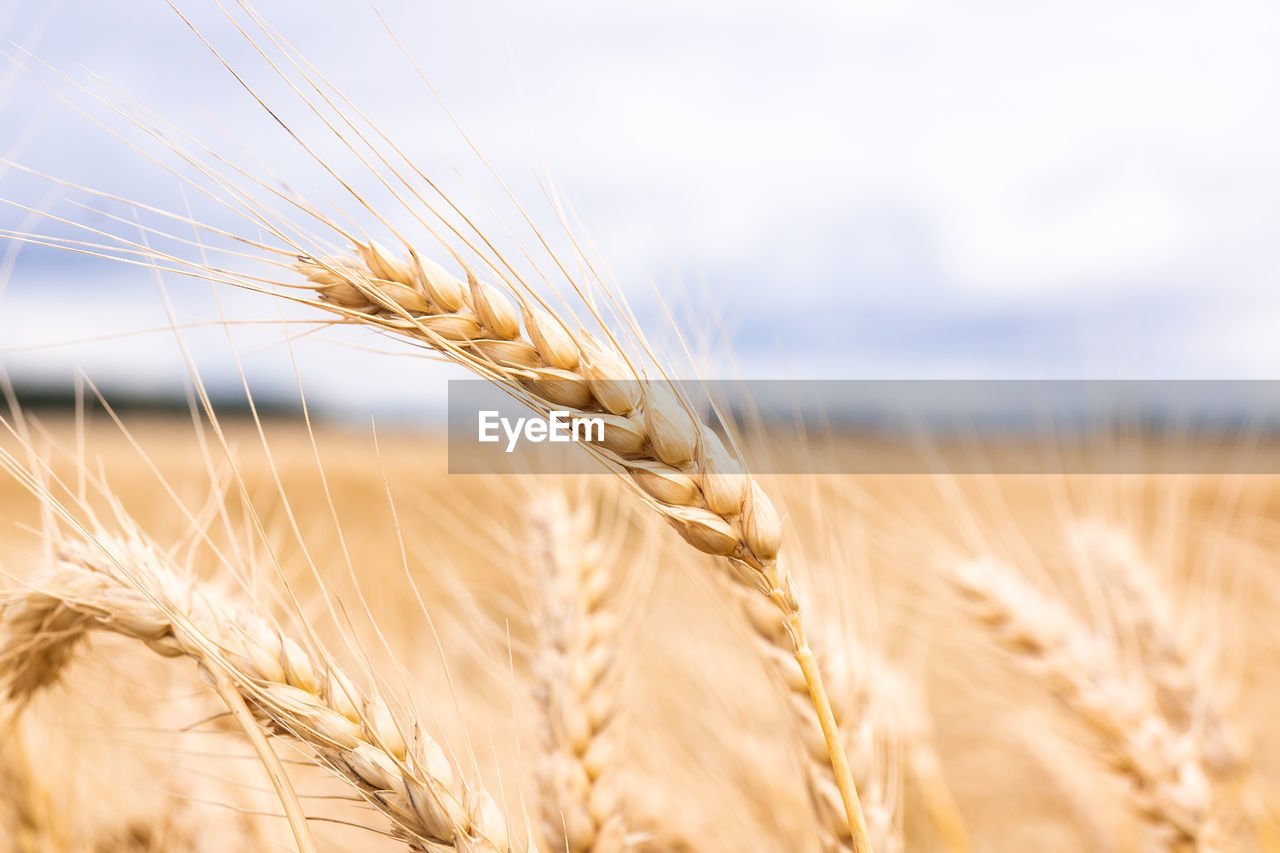 CLOSE-UP OF WHEAT FIELD AGAINST SKY