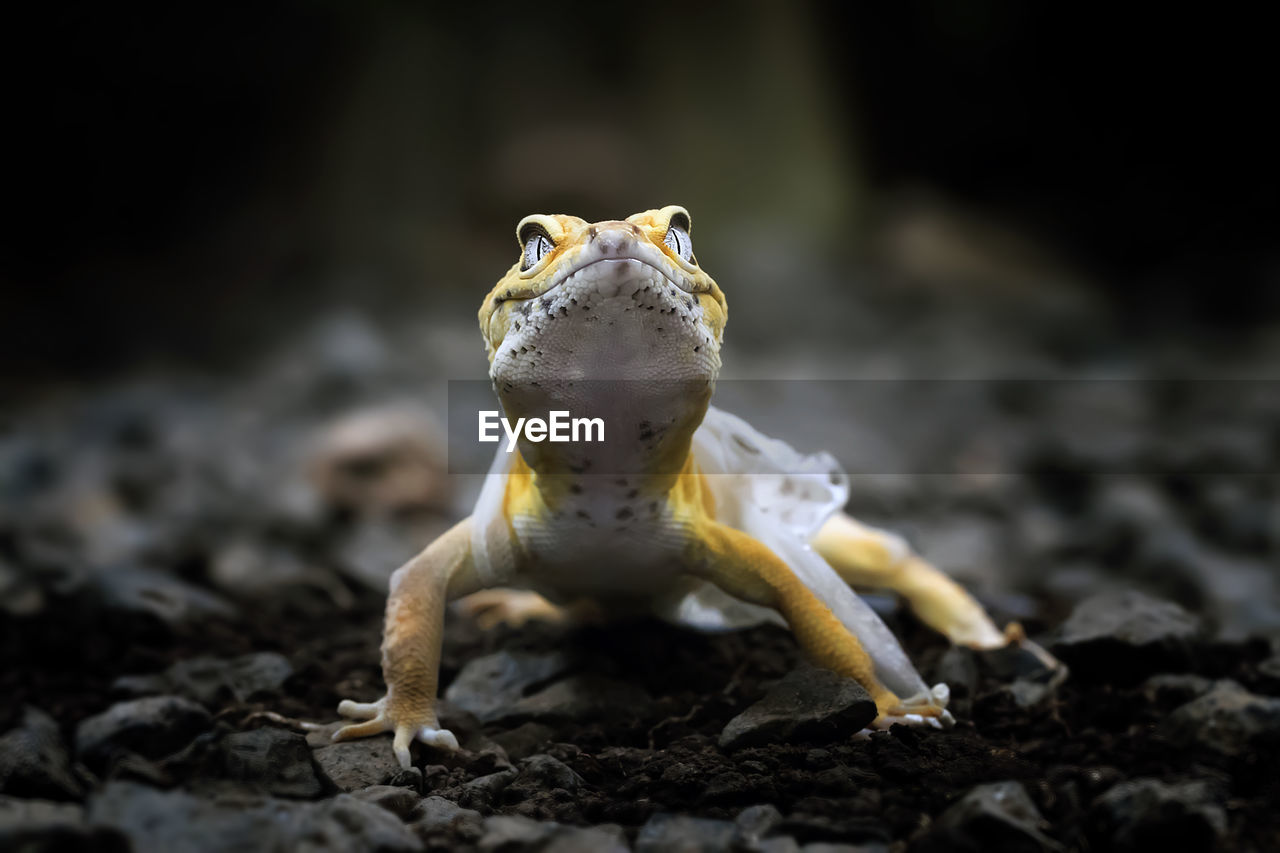 Lemon frost gecko shed its skin, all shedding process captured, amazing animal reptile photo series