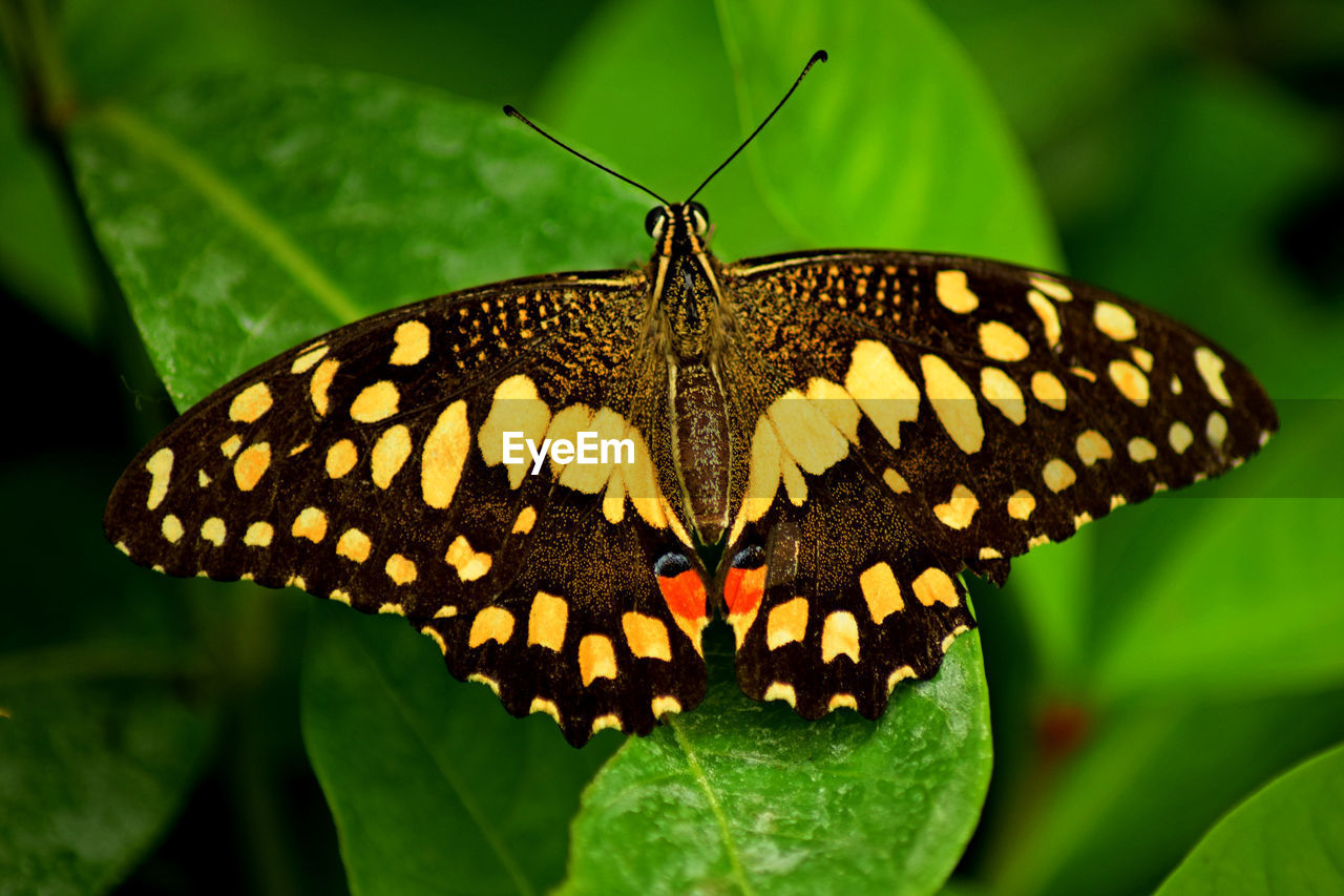 Close-up of butterfly on plant