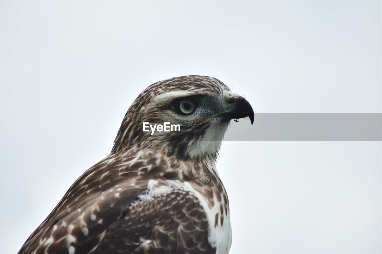 Close-up of hawk against white background