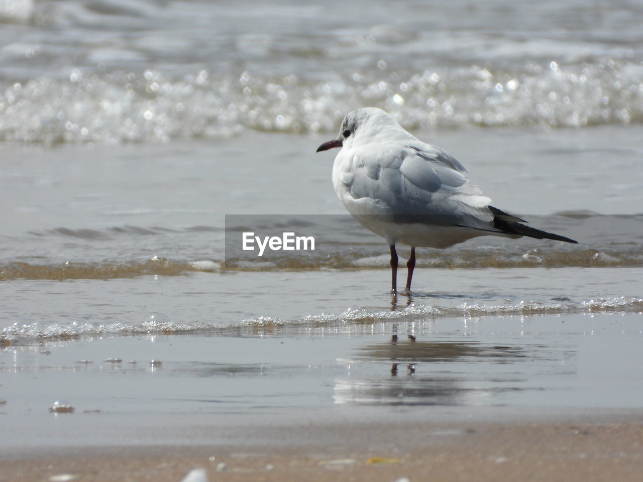 Seagull perching on a beach