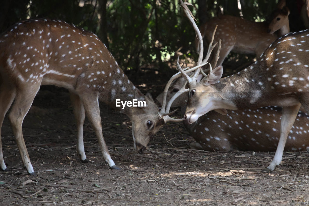 Axis deer fighting on field