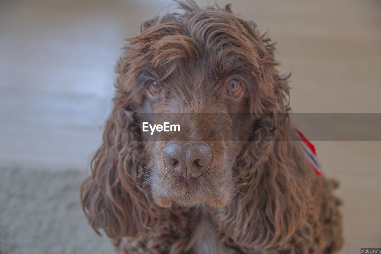 Close-up portrait of dog