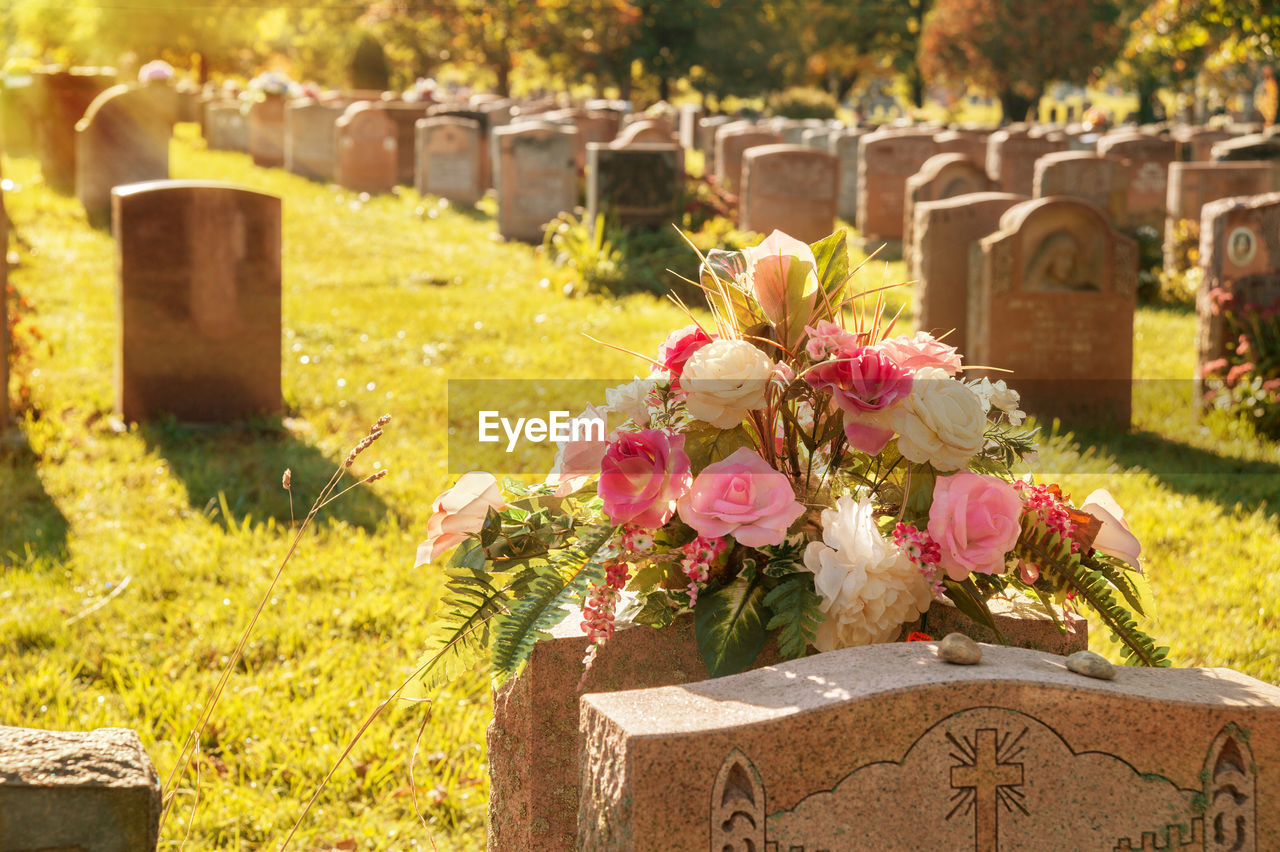 PINK FLOWERING PLANTS AT CEMETERY