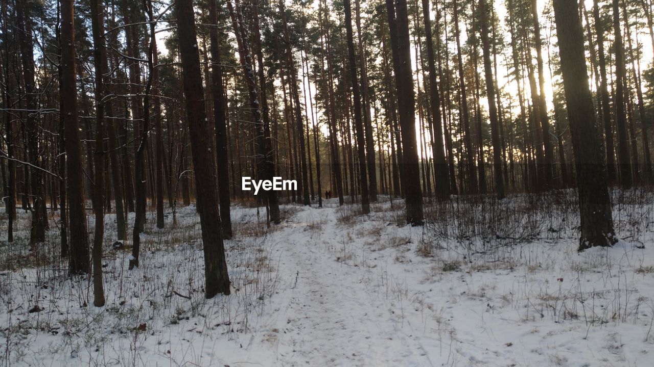 TREES IN WINTER FOREST