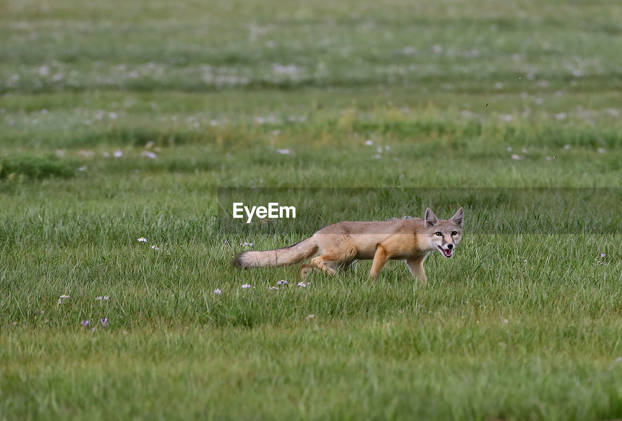 fox running on field
