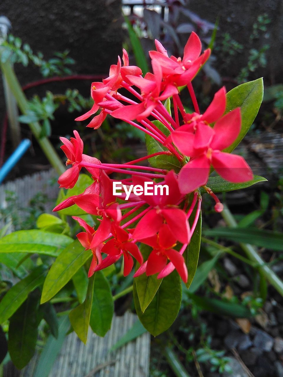 plant, flower, flowering plant, beauty in nature, freshness, growth, close-up, nature, fragility, petal, red, leaf, plant part, inflorescence, flower head, focus on foreground, no people, day, pink, outdoors, botany, blossom