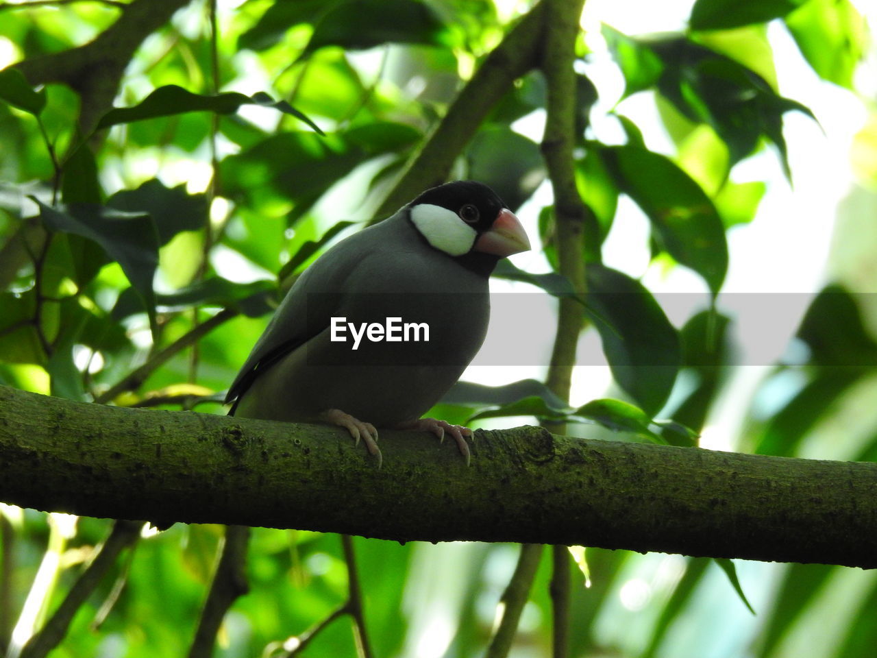 BIRD PERCHING ON A BRANCH