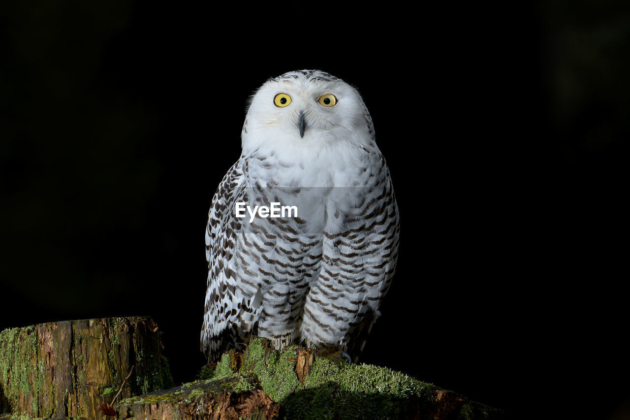 CLOSE-UP PORTRAIT OF OWL PERCHING ON ROCK