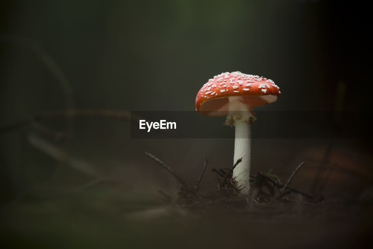 Close-up of fly agaric mushroom