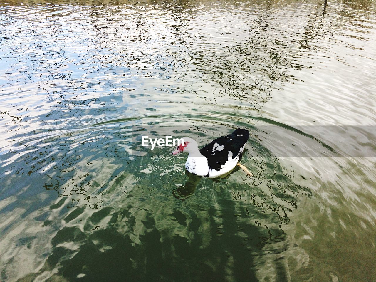 HIGH ANGLE VIEW OF SWANS SWIMMING IN LAKE