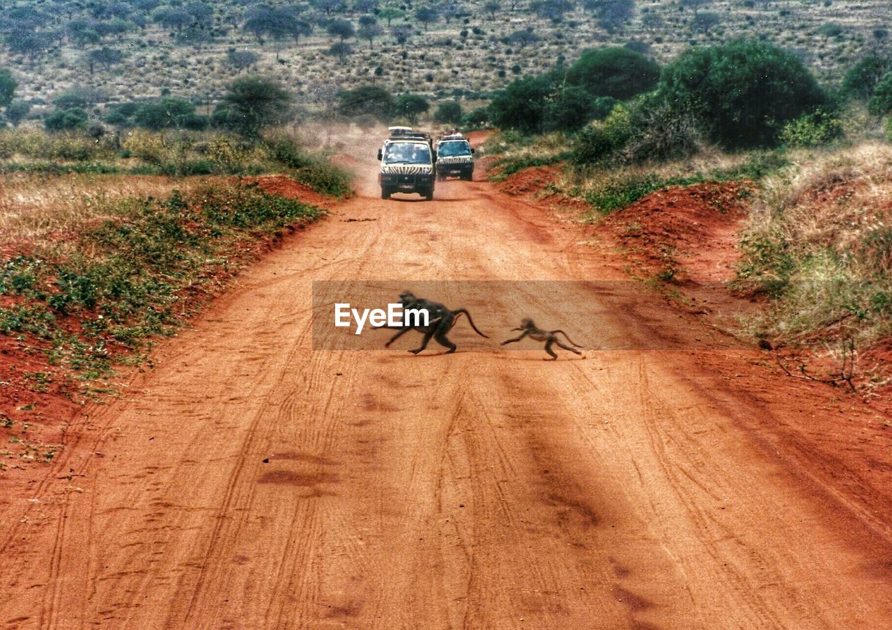 Monkeys running on dirt road