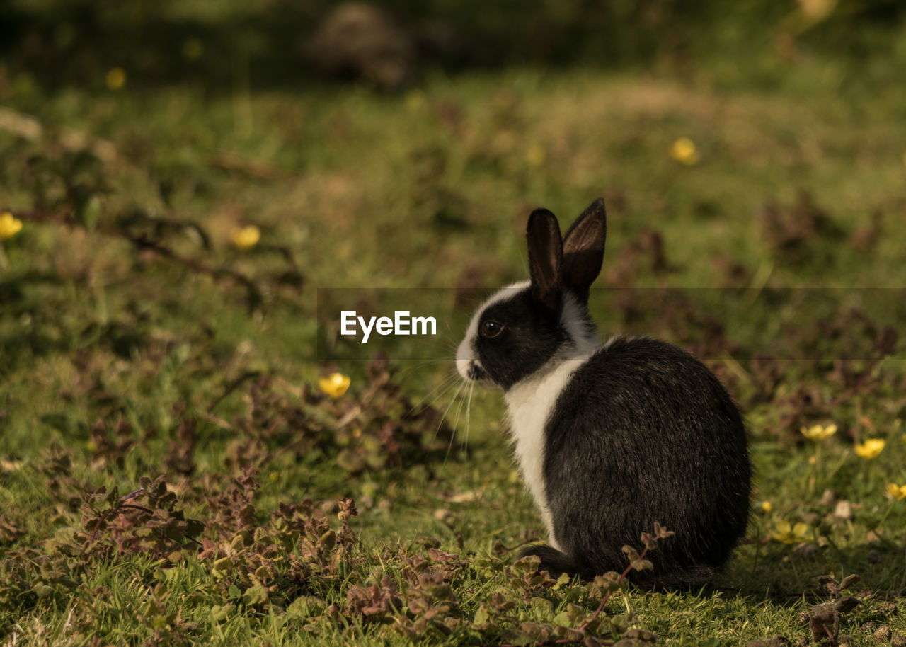 Wild rabbit looking away on field