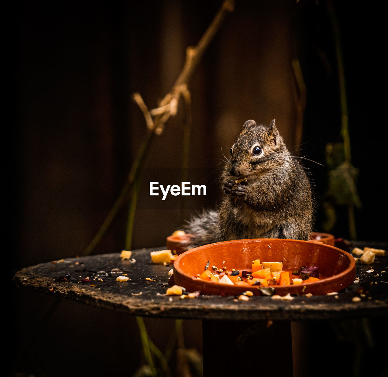 Close-up of squirrel