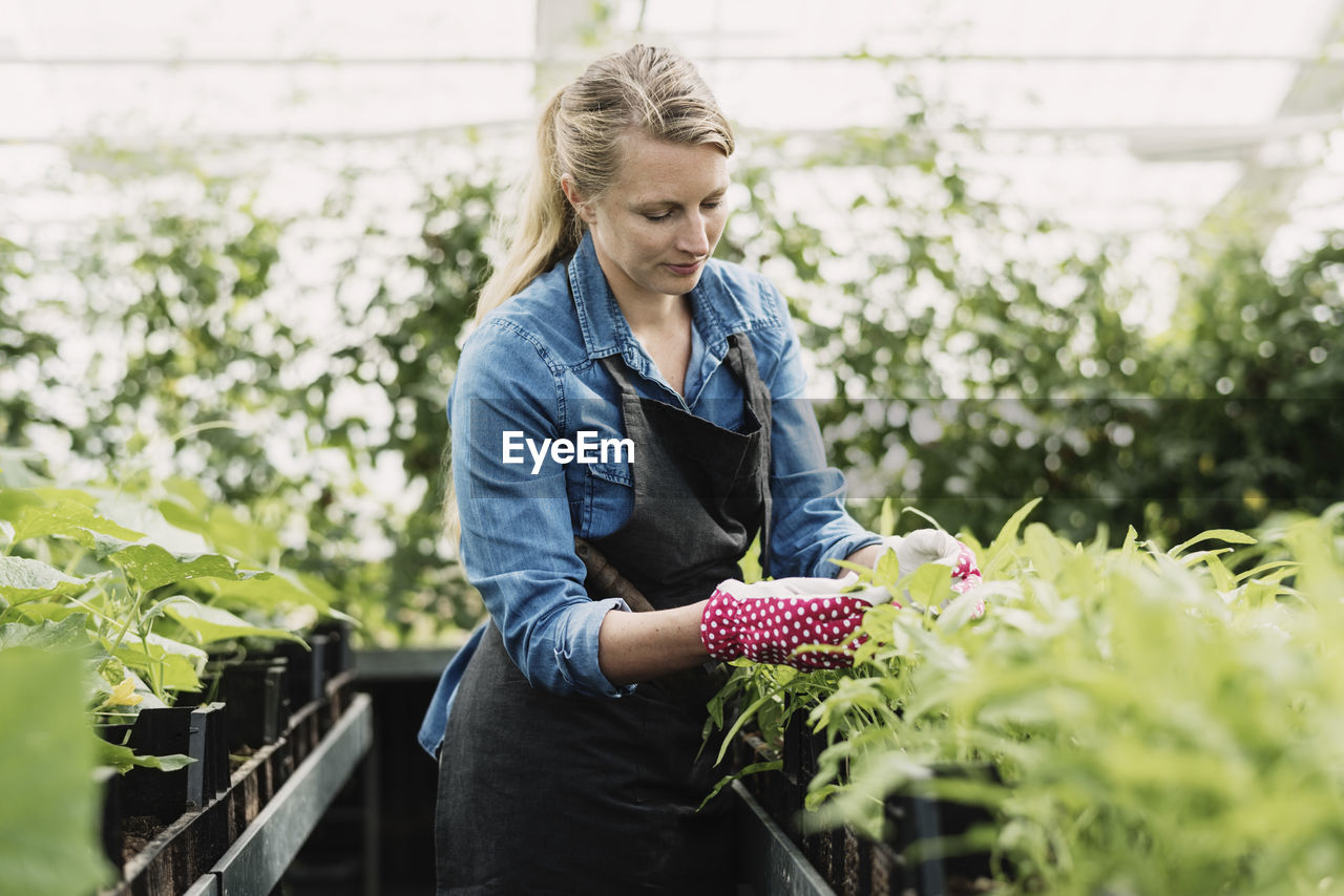 Gardener checking leaves of potted plants in greenhouse