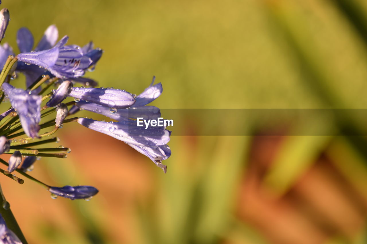 CLOSE-UP OF WATER DROP ON FLOWER