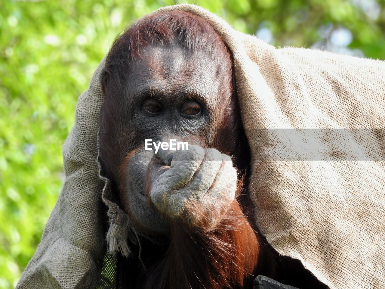 CLOSE-UP PORTRAIT OF HORSE IN ZOO