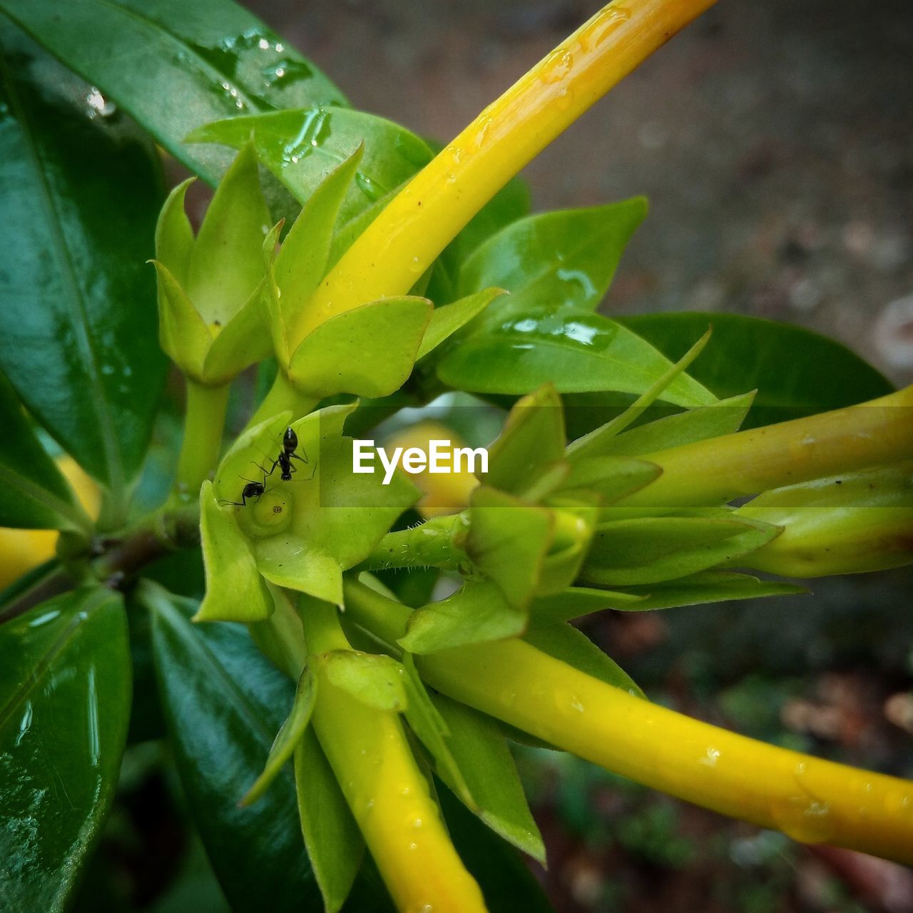 CLOSE-UP OF GREEN INSECT ON PLANT