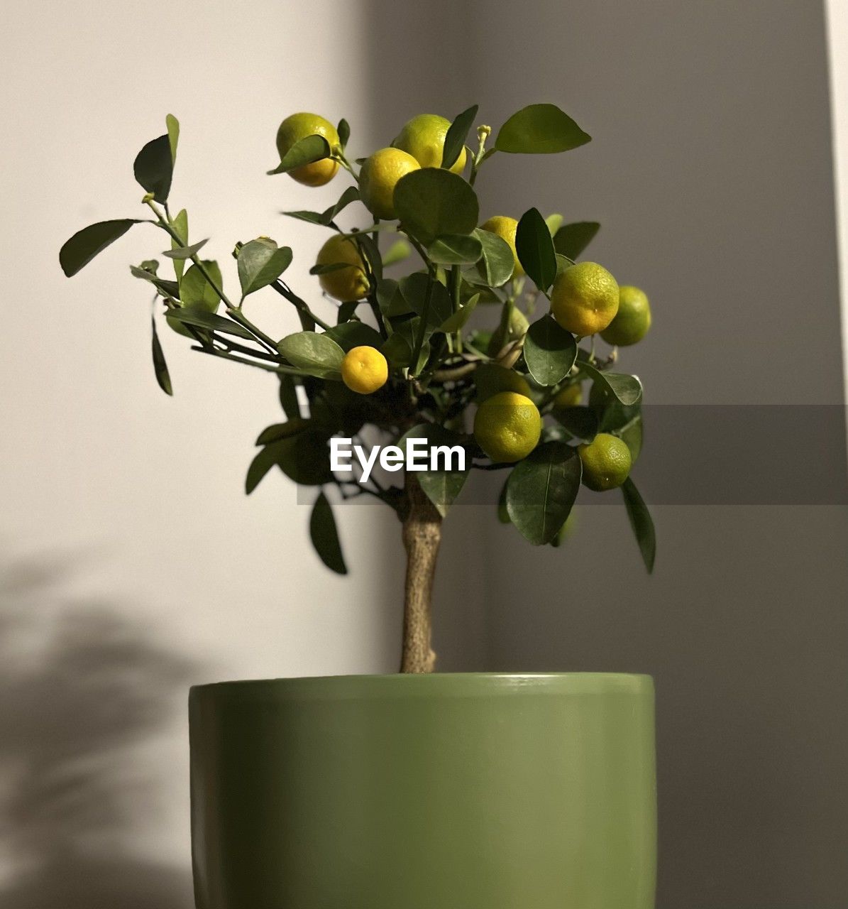 close-up of potted plant against wall